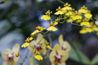 Close up of yellow flower