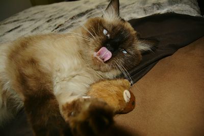 Close-up of cat lying down