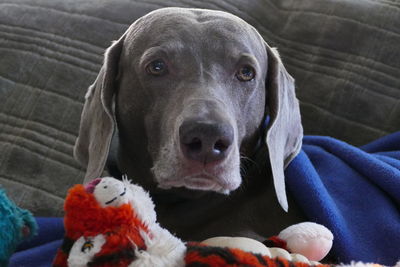 Close-up portrait of dog at home