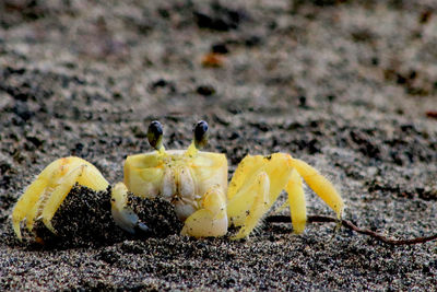 Close-up of yellow butterfly on sand