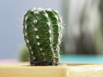 Close-up of cactus plant