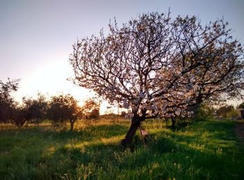 Trees on grassy field