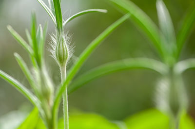 Close-up of crops growing on field