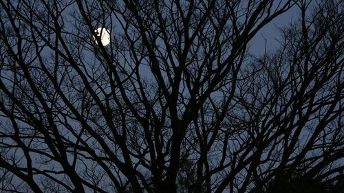 Low angle view of bare tree against sky