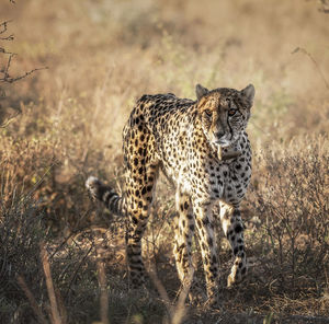 Full length of a cat on field