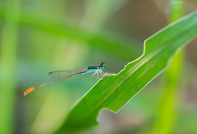 Close-up of insect on leaf