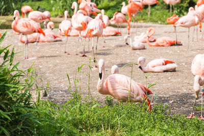 Flock of birds in a field