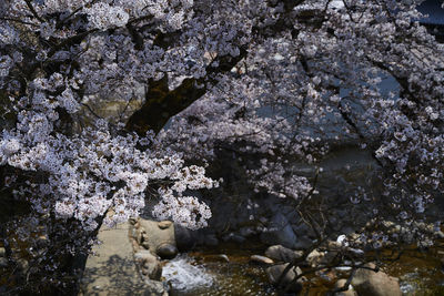 View of cherry blossom from rock