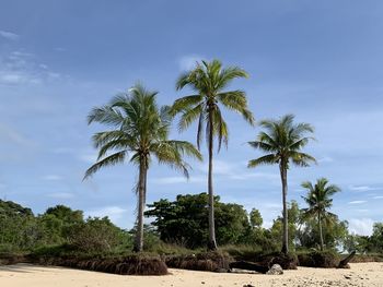 Coconut palm trees on beach against sky