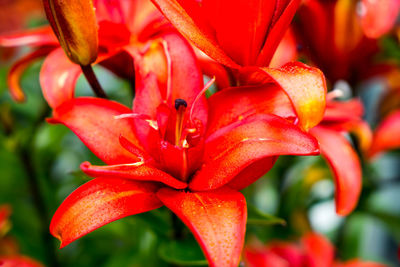 Close-up of red flowering plant