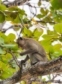 Low angle view of monkey sitting on tree