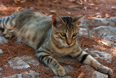 Close-up portrait of a cat on field