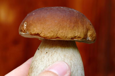 Close-up of hand holding mushroom