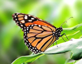 Close-up of butterfly pollinating flower