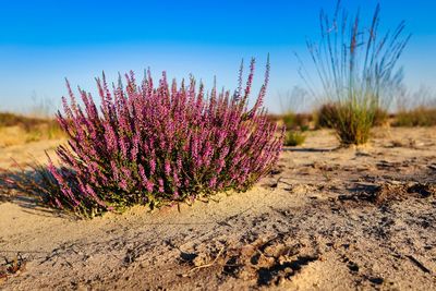 Scenic view of desert against clear sky