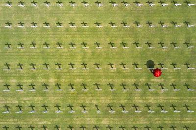 High angle view of sheep on field