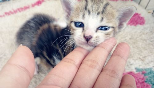 Close-up of hand holding kitten