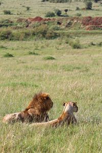 Side view of sheep on field