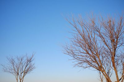 Low angle view of bare tree against clear blue sky