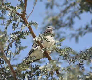 Low angle view of bird perching on tree