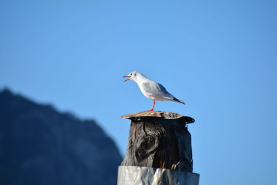 Low angle view of seagull perching on wooden post