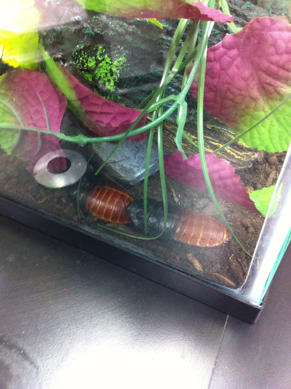 New Class Pets