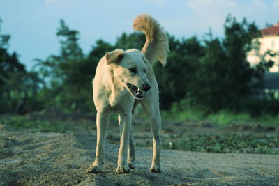 Dog standing in a park