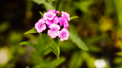 Close-up of pink flowers blooming outdoors