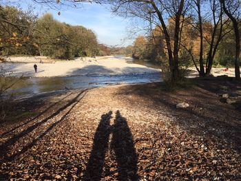 Shadow of tree on water