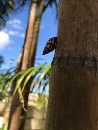 Low angle view of lizard on tree trunk