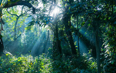 Sunlight streaming through trees in forest