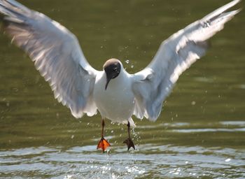 Close-up of bird in water