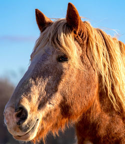 Close-up of horse