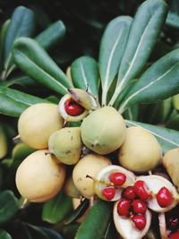 Close-up of fruits growing on plant