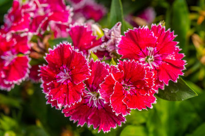 Close-up of pink flowering plant