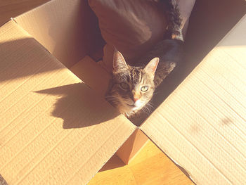 High angle view of cat on floor