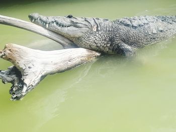 Close-up of crocodile in water