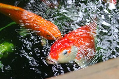 High angle view of fish swimming in lake