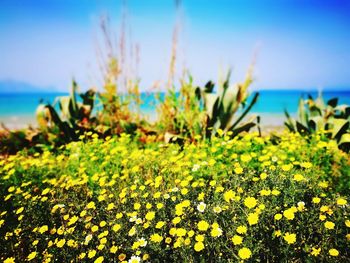 Close-up of yellow flowers growing by sea against sky