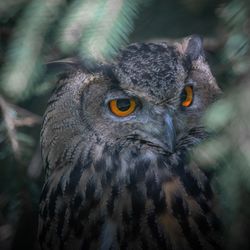 Close-up of bird