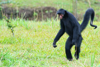 Monkey on grass
