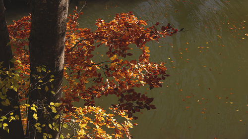 Close-up of autumn leaves on tree