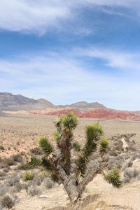 Scenic view of desert against sky