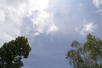 Low angle view of trees against sky