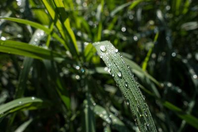 Close-up of raindrops on leaf