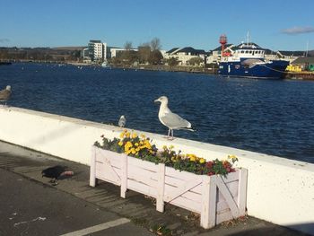 Seagull perching on retaining wall by sea against sky