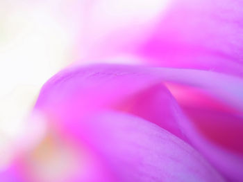 Macro shot of pink flower petal
