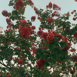 Low angle view of red flowering tree
