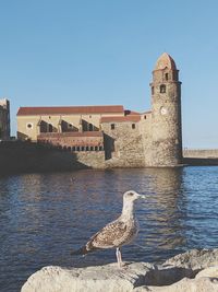 Seagull on wall of building against clear sky