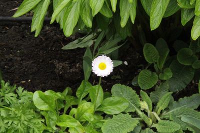 High angle view of flowers